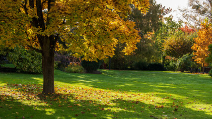 Fototapeta premium Herbst im Park - buntes Laub fällt auf eine grüne Wiese