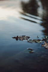 fallen leaf floating on water