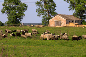 Fototapeta premium farm sheep graze on green grass