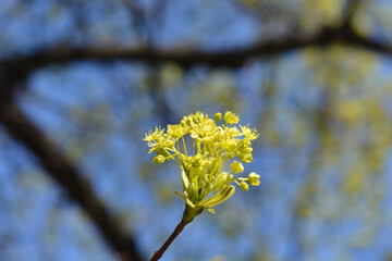Norway maple