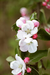 apple tree blossom at springtime with pink flowers