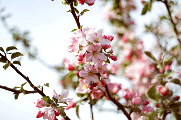 apple tree blossom at springtime with pink flowers