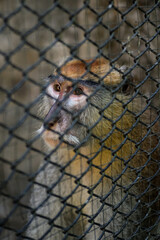 Money Inside the Cage at the Zoo, Monkey Looking Outside the Cage, Lonely Monkey in Captivity, Chonburi, Thailand