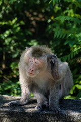 Portrait Photo of Monkey, Monkey Sitting on a Rock Under the Tree, Chonburi, Thailand