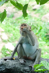 Portrait Photo of Monkey, Monkey Sitting on a Rock Under the Tree, Chonburi, Thailand