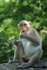 Naklejka na ściany i meble Portrait Photo of Monkey, Monkey Sitting on a Rock Under the Tree, Chonburi, Thailand