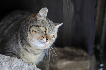 gato atigrado doméstico 4M0A7637-as21