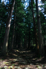 神社へと続く並木道