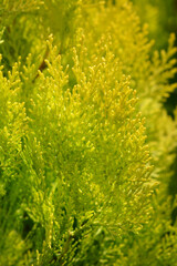 Golden Pyramidal thuja