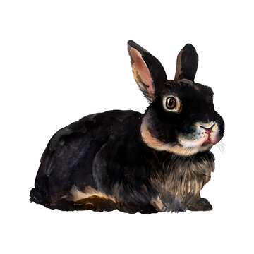Watercolor illustration of black rabbit mini rex, decorative breed rabbit, pet, animal, naturalistic rabbit
