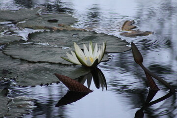 hermosa planta lirio de agua blanca en la naturaleza cercas de ayutla san luis potosi.