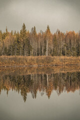 Reflection from fir trees in a lake