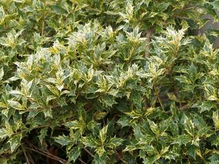 Osmanthus heterophyllus 'Goshiki' | Stachelblättrige Duftblüte 'Goshiki', Strauch mit ihrem grün...
