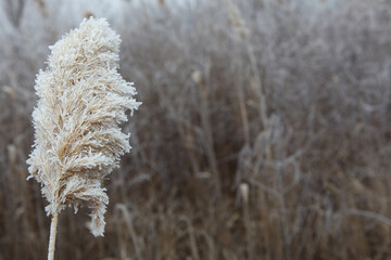 image of field berry snow  