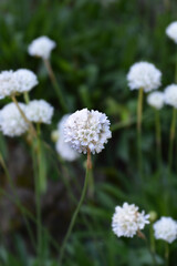Sea Thrift Alba