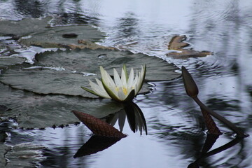 hermosa planta lirio de agua blanca en la naturaleza cercas de ayutla san luis potosi.