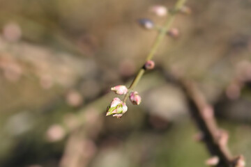 Burning Bush