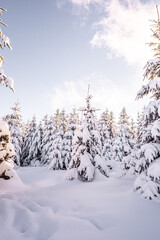 Sumava National Park is one of four national parks in Czechia. It is located in two southern regions create a natural border between the Czech Republic on one side Germany and Austria.	