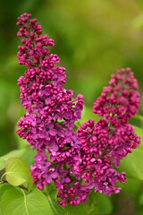 flowers lilac in the garden