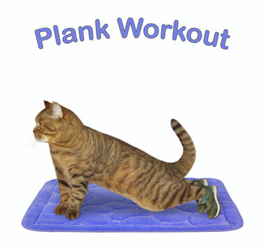 A beige cat is doing plank exercise workout on a blue fitness mat. White background. Isolated.