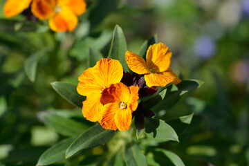 Orange Wallflower