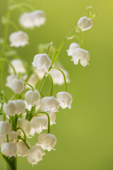 Fototapeta na wymiar lily of the valley flowers in the garden