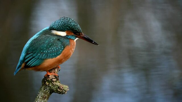 Eisvogel beim Fischfang 