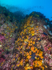Fototapeta na wymiar Underwater wall covered with orange cup corals fully opening polyps (Black Rock, Mergui archipelago, Myanmar)