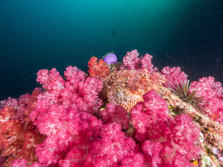 Fototapeta na wymiar Bearded scorpionfish surrounded by pink Carnation tree corals (Mergui archipelago, Myanmar)