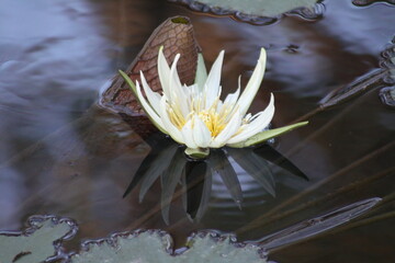 hermosa planta lirio de agua blanca en la naturaleza cercas de ayutla san luis potosi.
