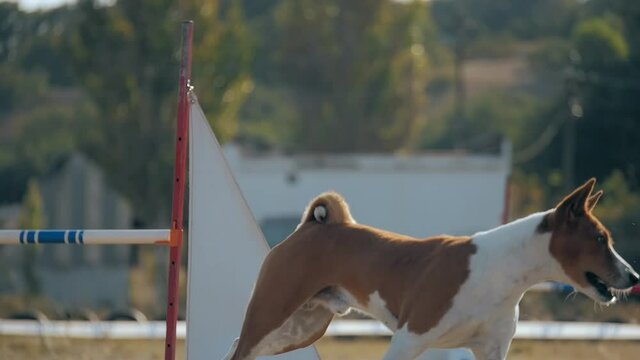 medium size dog jumps over barrier at competition. shorthair breed Basenji overcomes obstacles, concept active lifestyle Pets care and training