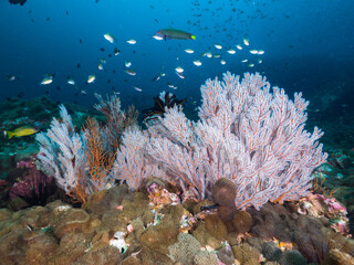 Fototapeta na wymiar Gorgonian corals fully opening polyps, and Disc anemones (Black Rock, Mergui archipelago, Myanmar)