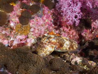 Pharaoh cuttlefish with Disc anemones (Mergui archipelago, Myanmar)
