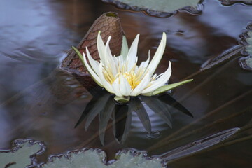 hermosa planta lirio de agua blanca en la naturaleza cercas de ayutla san luis potosi.