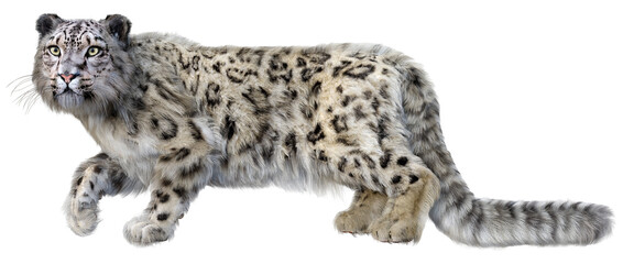 3D Rendering Snow Leopard on White