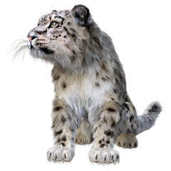 3D Rendering Snow Leopard on White