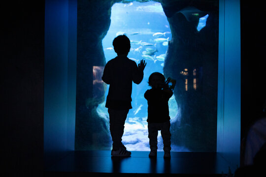 Two children in silhouette look in amazement inside an aquarium. Illusion concept.
