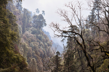 Obraz na płótnie Canvas Himalaya forest.