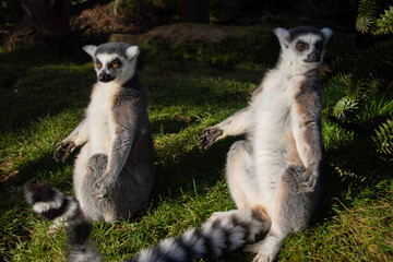 ring tailed lemur © Glen Harrison