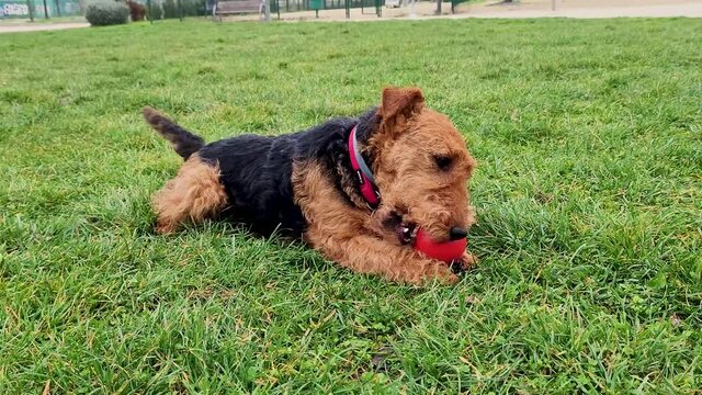 Dog with toy