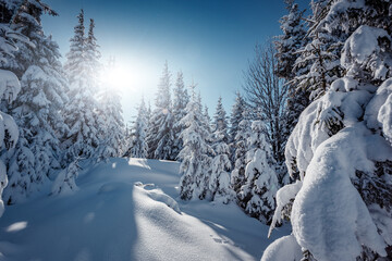 Majestic winter landscape. frosty pine tree under sunlight at sunset. christmas holiday concept, unusual wonderful landscape. fantastic wintry background. awesome nature scenery.