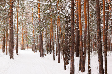 Winter road in a snowy forest, tall trees along the road. There is a lot of snow on the trees. Beautiful bright winter landscape. Winter season concept. Place for text.