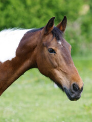 Pretty Horse Headshot