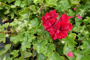 Green leaves and red flowers of ivy-leaved pelargonium in August