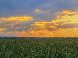 wheat field at sunset
