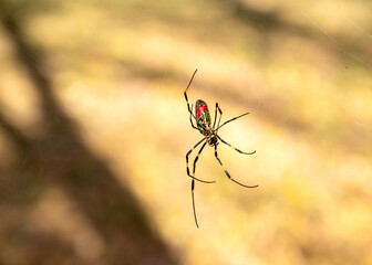 Close-up of a Japanese Joro spider moving across his web. Shallow DOF.