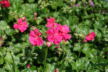 Pink flowers of ivy-leaved pelargonium in May