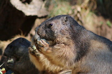 marmottes