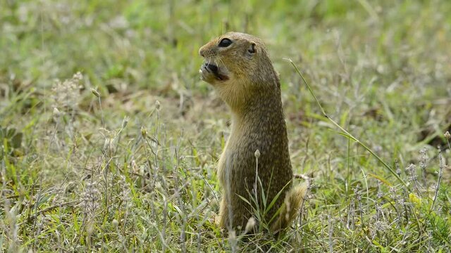 Cute standing European Ground Squirrel (Spermophilus citellus) eats a blueberry in the meadow.