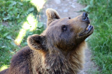 Fototapeta premium ours brun des Pyrénées